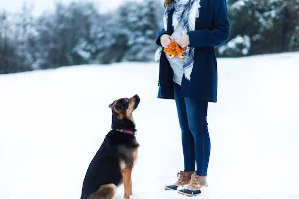 winter pregnancy photoshoot ideas